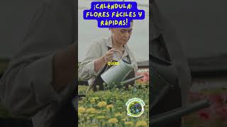 ¡Caléndula Flores fáciles y rápidas [upl. by Byler]