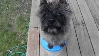 Amazing Talking Cairn Terrier [upl. by Harifaz742]