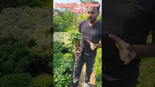 Poinsettia Flower amp Outdoor Plant  All Time Flower Plant  🏵 shortsvideo shortvideo shorts [upl. by Leonor]