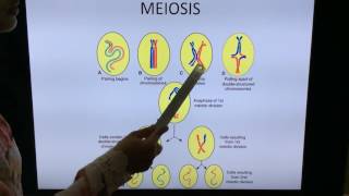 General Embryology Mitosis Meiosis and Gametogenesis  By Dr Vijaya [upl. by Ardnalak]