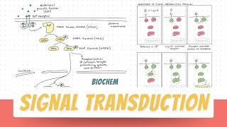 Signal Transduction  PART 1  Biochemistry  Block 1 Foundation [upl. by Leifer524]