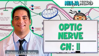 Neurology  Optic Nerve  Cranial Nerve II Visual Pathway and Lesions [upl. by Ajar851]