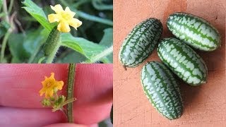 Mouse Melons cucamelon a tasty amp easy to grow sour gherkin [upl. by Nomead]