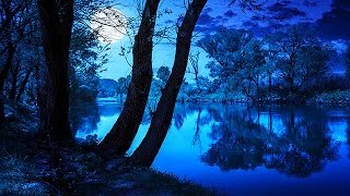 Soothing Night Time Forest Sounds  2 Hour Ambient Soundscape  For Sleep amp Relaxation [upl. by Ellainad329]