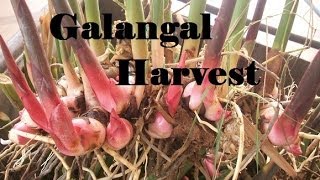 Galangal Harvest What a huge harvest it was [upl. by Jeanie781]