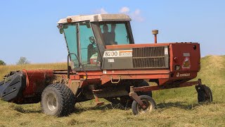 Hay Mowing with Hesston 8200 Sickle Bar Mower [upl. by Kalie918]