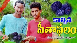 Custerd apply Roasted cantaloupes viralvideo Mr Rajantrubul [upl. by Paynter]