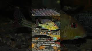 The PlainSailfin Eartheater Geophagus Abalios [upl. by Hegarty]