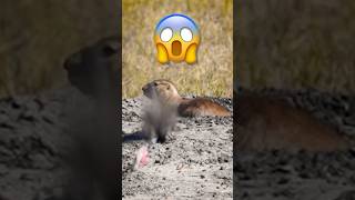 Prairie Dog STEALS My Arrow 😱 [upl. by Adnaluy]