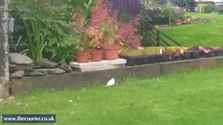 SPOTTED Rare white sparrow [upl. by Reltuc]