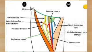 FEMORAL TRIANGLEANATOMY  LOWER LIMB WITH NOTES  IN TAMIL [upl. by Anawit]