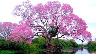 10 Stunning Trees in The World [upl. by Rediah61]