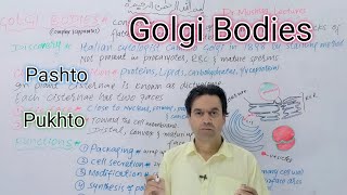 Golgi Bodies  Golgi Apparatus  Golgi Complex  Class 11  Biology  Dr Mushtaq Pashto [upl. by Ecirtra]