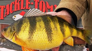 The TOP Baits to Catch HUGE Lake Cascade Perch and where to fish them [upl. by Myrta315]