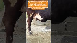 postpartum udder edema of cowpreventherbal treatment cowdisease மாடுகள் ஏற்படும் மாடி வீக்கம் [upl. by Ahsimek196]