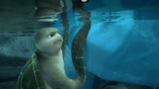 a turtles tale 2 Sammys escape from paradise sammy and ray underwater scene [upl. by Adebayo263]