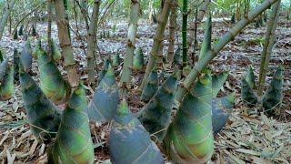 How to Grow Bamboo to Harvest Fast Bamboo Shoots  Easy and Effective  Agriculture Technology [upl. by Jephthah]