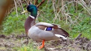 Mallard Calls  Duck Sounds [upl. by Dniren740]