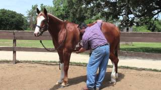 Equine Ulcer Diagnosis by Mark DePaolo DVM [upl. by Ronnica317]