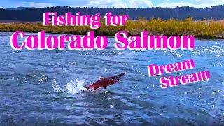 Salmon in Colorado Kokanee Salmon in the Dream Stream flyfishing how to [upl. by Ativahs]