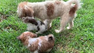 quotAdorable Lhasa Apso Puppies Having a Blast on the Sunlit Lawnquot [upl. by Tolmach]