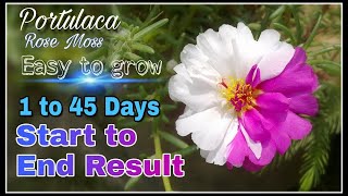 How to grow portulaca rose moss purslane Cinderella grandiflora from cutting with full update [upl. by Platus]