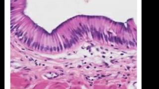 Epithelial Histology Review [upl. by Pippy448]