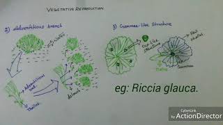 Bryophyta Vegetative reproduction of Riccia sp [upl. by Erikson405]