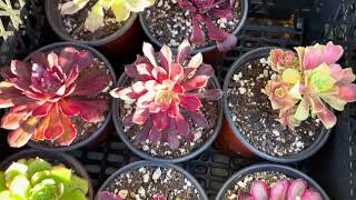 Aeonium cuttings propagation 0224 [upl. by Agbogla305]