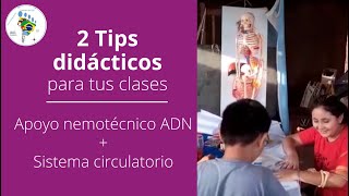 Tips Didácticos Apoyo nemotécnico ADN  Sistema circulatorio  Prof Julio Pereyra [upl. by Dinan968]