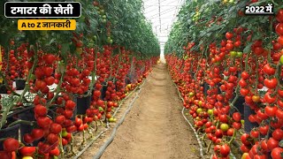 टमाटर की खेती  Tamatar ki kheti kaise karen  Tomato ki kheti  Tomato Gardening A to Z full Video [upl. by Itch]