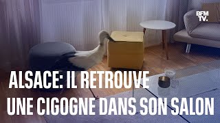 Un élu municipal retrouve une cigogne dans son salon en Alsace [upl. by Morven]