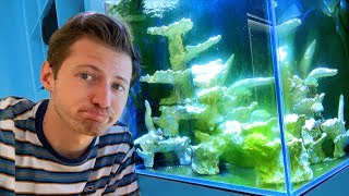 Algenplage im Meerwasser Aquarium 😱 [upl. by Iinden]