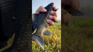 Carp Fishing with a Giant Hook – Watch This Big Catch [upl. by Navac]