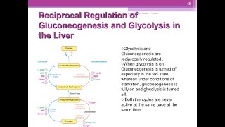 Reciprocal regulation of gluconeogenesis and glycolysis [upl. by Eidas996]