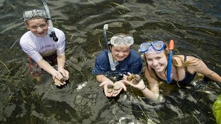 The Best Summer Fun  Scalloping in Gulf Waters  PLAY HARD FLORIDA [upl. by Hurd]