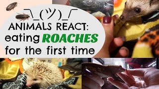 ANIMALS REACT Eating Roaches for the First Time [upl. by Haianeb]