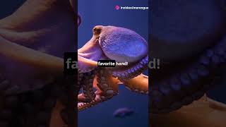 10 Whacky Facts About Octopi [upl. by Jamill945]