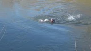 Migrants try to cross Evros River to reach Greece [upl. by Nwahsel]