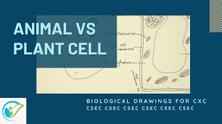 Drawing amp Comparing the Animal amp Plant Cell  CSEC [upl. by Kentigerma]