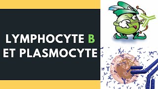 Lymphocyte B et plasmocyte [upl. by Annadiana]