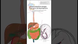 Gastrointestinal changes that occur during pregnancy [upl. by Donaugh30]