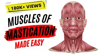 Muscles of mastication made easy [upl. by Radnaskela]