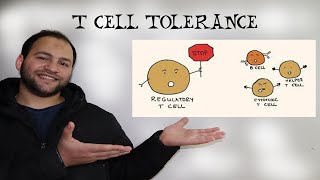 Immunological Tolerance T Cell Tolerance [upl. by Yllil]