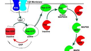 GTPase cycles control Ras and Tubulin [upl. by Gary]