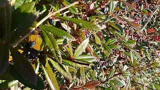 Berberis Wintergreen julianae in fruit late November UK wild nature countryside outdoors s25 [upl. by Custer]