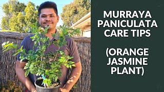 Murraya Paniculata EASIEST Care Tips to know  Orange Jasmine Plant [upl. by Evars868]