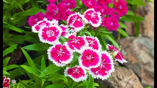 Growing Dianthus Flower  Dianthus Plant Care  How to Grow Dianthus Plant in Pots [upl. by Mindi]