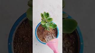 Kalanchoe plant report ☘️☘️✨shorts garden nature plants [upl. by Inej]