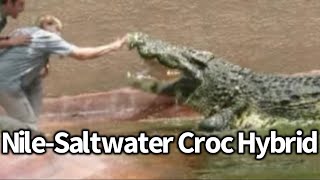 NileSaltwater Crocodile Hybrids are Real [upl. by Buatti238]